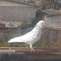 کبوتر پرشی|پرنده|قائمشهر, |دیوار