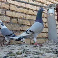 قره سبز  نر و ماده  پشت زده
