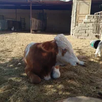 گوساله نر ـ سیمینتال ـ دورگ ـ محلی ( کــوار)|حیوانات مزرعه|طسوج, |دیوار