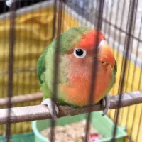 یک جفت طوطی برزیلی|پرنده|قم, شاه سید علی|دیوار