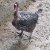 وارگ ملروت
