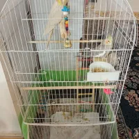 عروس هلندی جفت|پرنده|گلبهار, شهر جدید گلبهار|دیوار