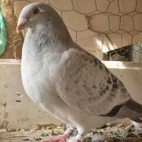 موریس دلبر و جان اردن  (خ)