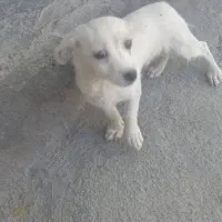 سگ اشپیتز تریر