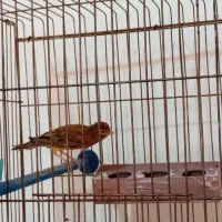 چند تا قناری نر مست|پرنده|برازجان, |دیوار