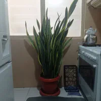 فروش گل سانسوریا ابلغ