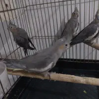 عروس هلندی