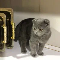 گربه اسکاتیش فروشی