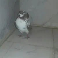 قرمزی نشان تخفیف هم دارم