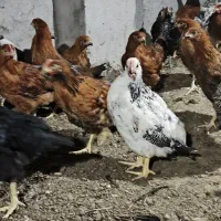 نیمچه مرغ و خروس|حیوانات مزرعه|اطاقور, |دیوار