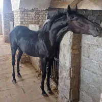 اسب