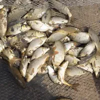 ماهی کپور مناسب شیلات