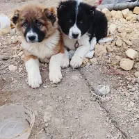 توله قهدریجان