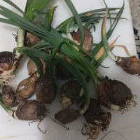 پیازچه گل نرگس|گل و گیاه طبیعی|گنبد کاووس, |دیوار