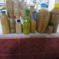 گرده گل زنبور|عمده‌فروشی|قروه, |دیوار