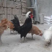 خروس لهستانی و پولند