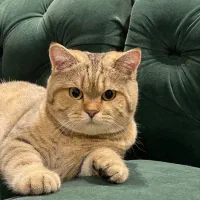 فروش گربه بریتیش