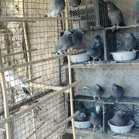 کفتر گرو پرشی سیاه زرهی|پرنده|عسگران, |دیوار