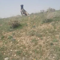 سگ سراب|سگ|شیرینسو, |دیوار