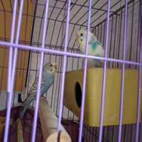 مرغ عشق بالغ