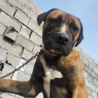 پیتبول کنکورسو گم شده در شاندیز|حیوانات|شاندیز, |دیوار