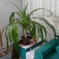 گل اشک ملکه فقط۳۰۰|گل و گیاه طبیعی|فولادشهر, C3|دیوار