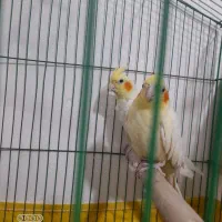 عروس هلندی|پرنده|رامشیر, |دیوار