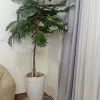 کاج مطبق زیر قیمت همه جا|گل و گیاه طبیعی|بهارستان, |دیوار