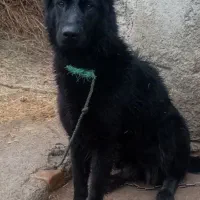 سگ ژرمن محمدشهر