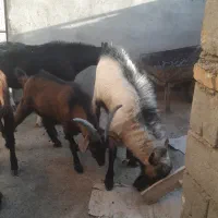 بز و کره نر|حیوانات مزرعه|تفت, |دیوار