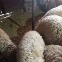 بره پروار گوسفند،کاور|حیوانات مزرعه|حمیل, |دیوار