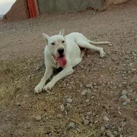 واگزاری دوگو آرژانتین