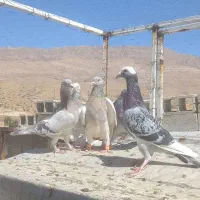 ماده پلاکی وکازرونی|پرنده|شیراز, شهرک سعدی|دیوار