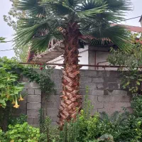 درخت پالم 4 متری