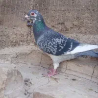 پلاکی گمشده