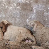 گوسفند بره نر و ماده