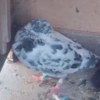 کفتر پرشی 200هزار|پرنده|ایرانشهر, |دیوار