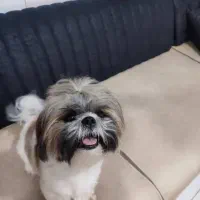 سگ شیتزو|سگ|بکتاش, |دیوار