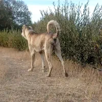 سگ سرابی|سگ|بستان آباد, |دیوار