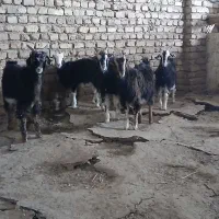 بزغاله بز نربز میش قوچ بره