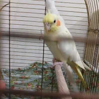 عروس هلندی بالغ|پرنده|نسیمشهر, |دیوار