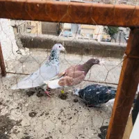 کفتر جفتگاه و پرشی|پرنده|مشهد, مشکینی (شهرک غرب)|دیوار