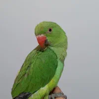 جوجه ملنگو دستی|پرنده|سپیدان, |دیوار