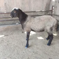 بره نر هتروزیگوت