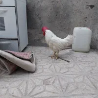 خروس