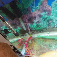 اکواریوم گوشت خوار|ماهی|سنندج, |دیوار