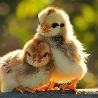 پخش انواع جوجه ۵ روزه درجه یک با کیفیت