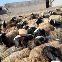 تعداد 100راس شیشک میش های اصیل شال بره دار|حیوانات مزرعه|قزوین, |دیوار