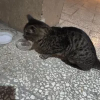 گربه