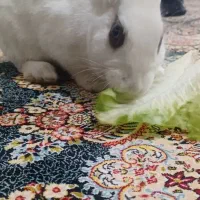 خرگوش خانگی